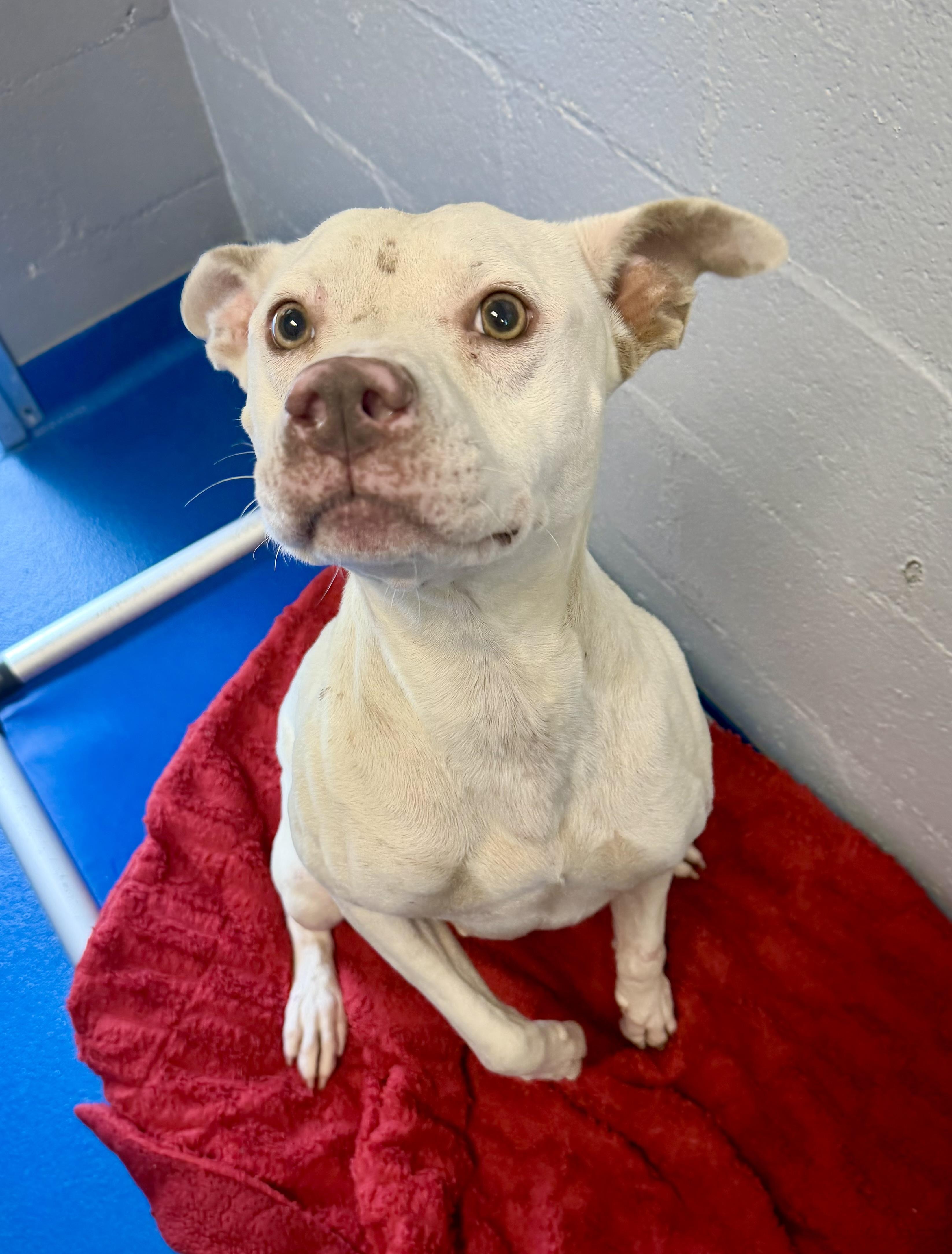 Enlarge Crystal, a Adoptable mixed breed in Lancaster, SC image 3/3