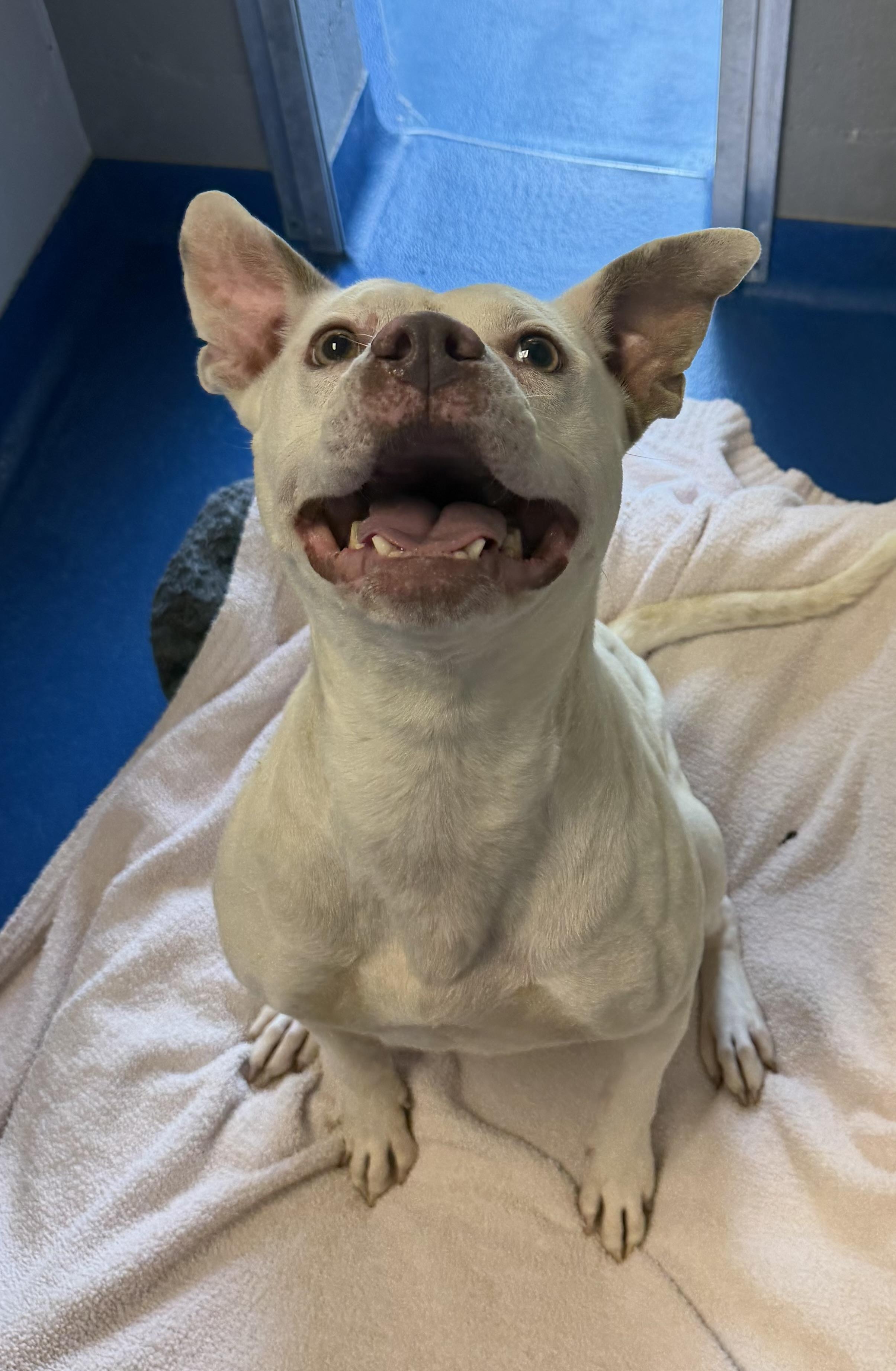 Enlarge Crystal, a Adoptable mixed breed in Lancaster, SC image 2/3