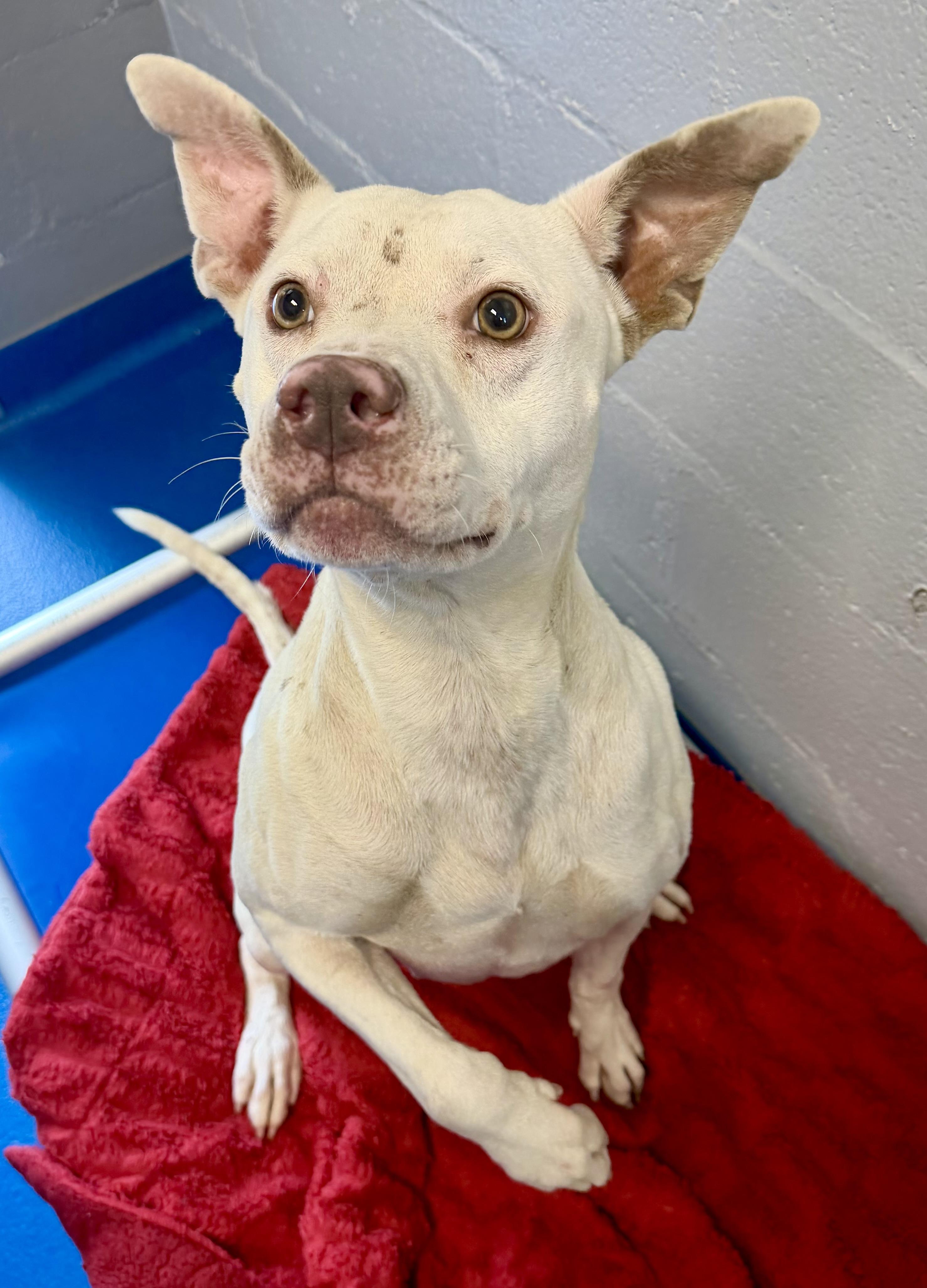 Enlarge Crystal, a Adoptable mixed breed in Lancaster, SC image 1/3