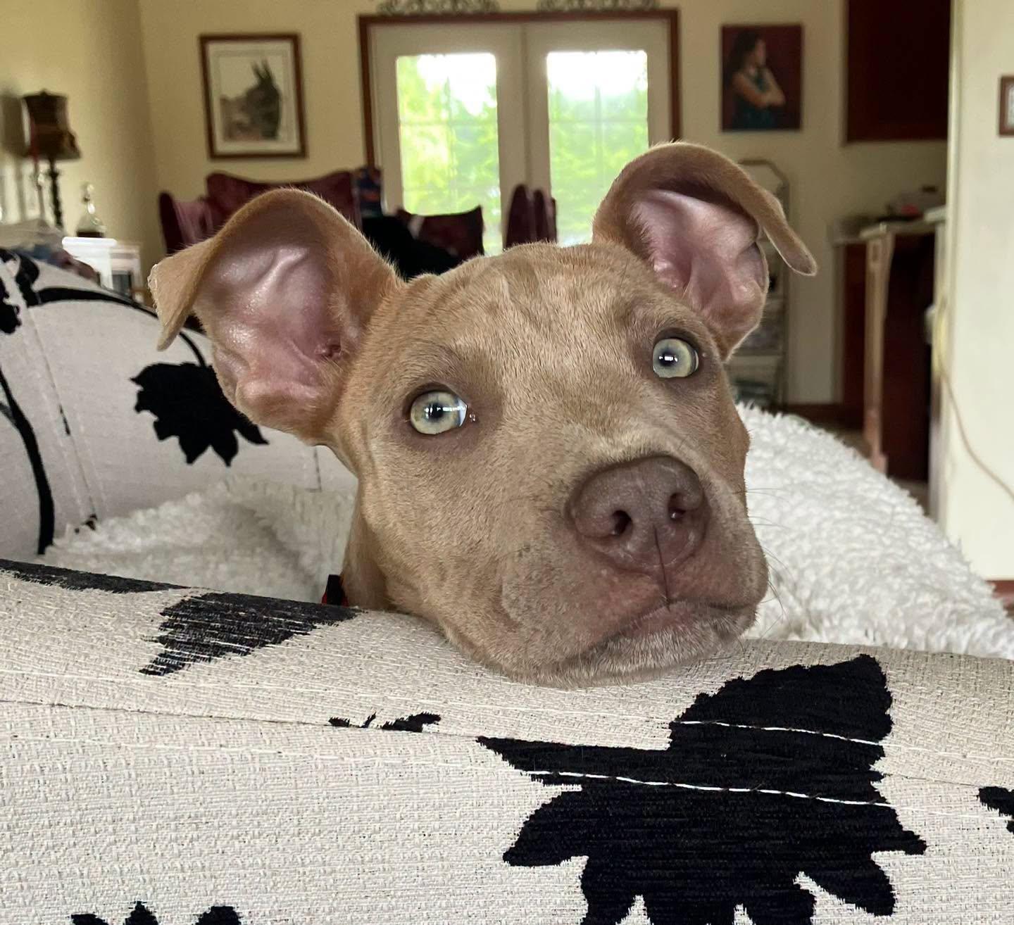 Liberty, ADOPTABLE, Puppy Female Pit Bull Terrier.