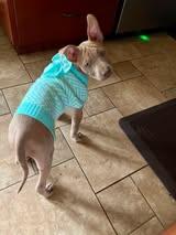 Liberty, a ADOPTABLE mixed breed in Crescent city, CA image 4/5