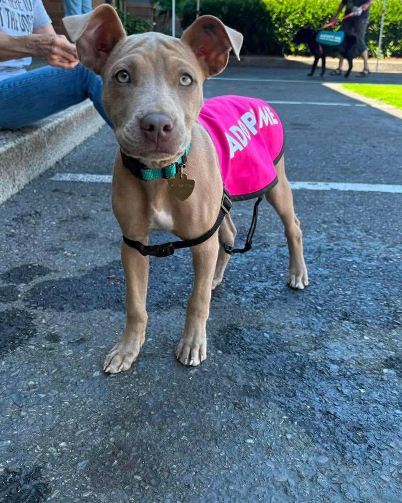 Liberty, a ADOPTABLE mixed breed in Crescent city, CA image 2/5