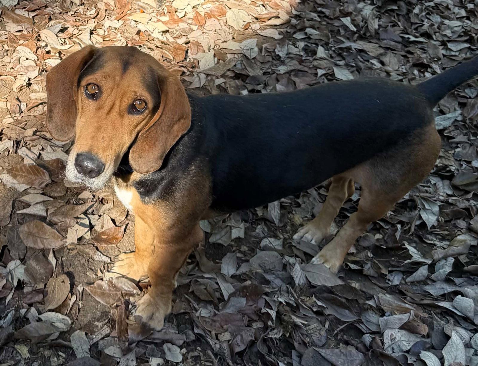 Enlarge Oyster, a Adoptable mixed breed in Charlotte, NC image 1/3