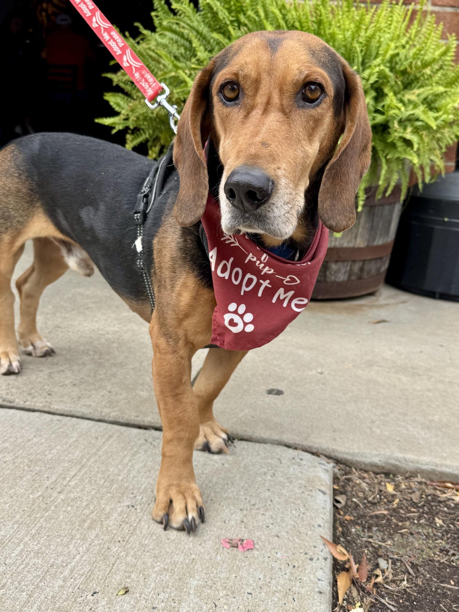 Enlarge Oyster, a Adoptable mixed breed in Charlotte, NC image 2/3
