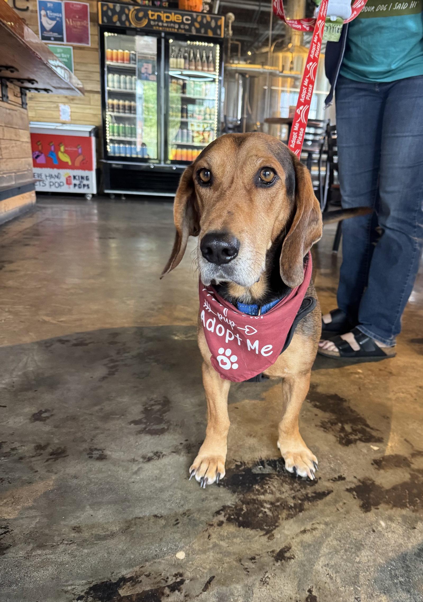 Enlarge Oyster, a Adoptable mixed breed in Charlotte, NC image 3/3