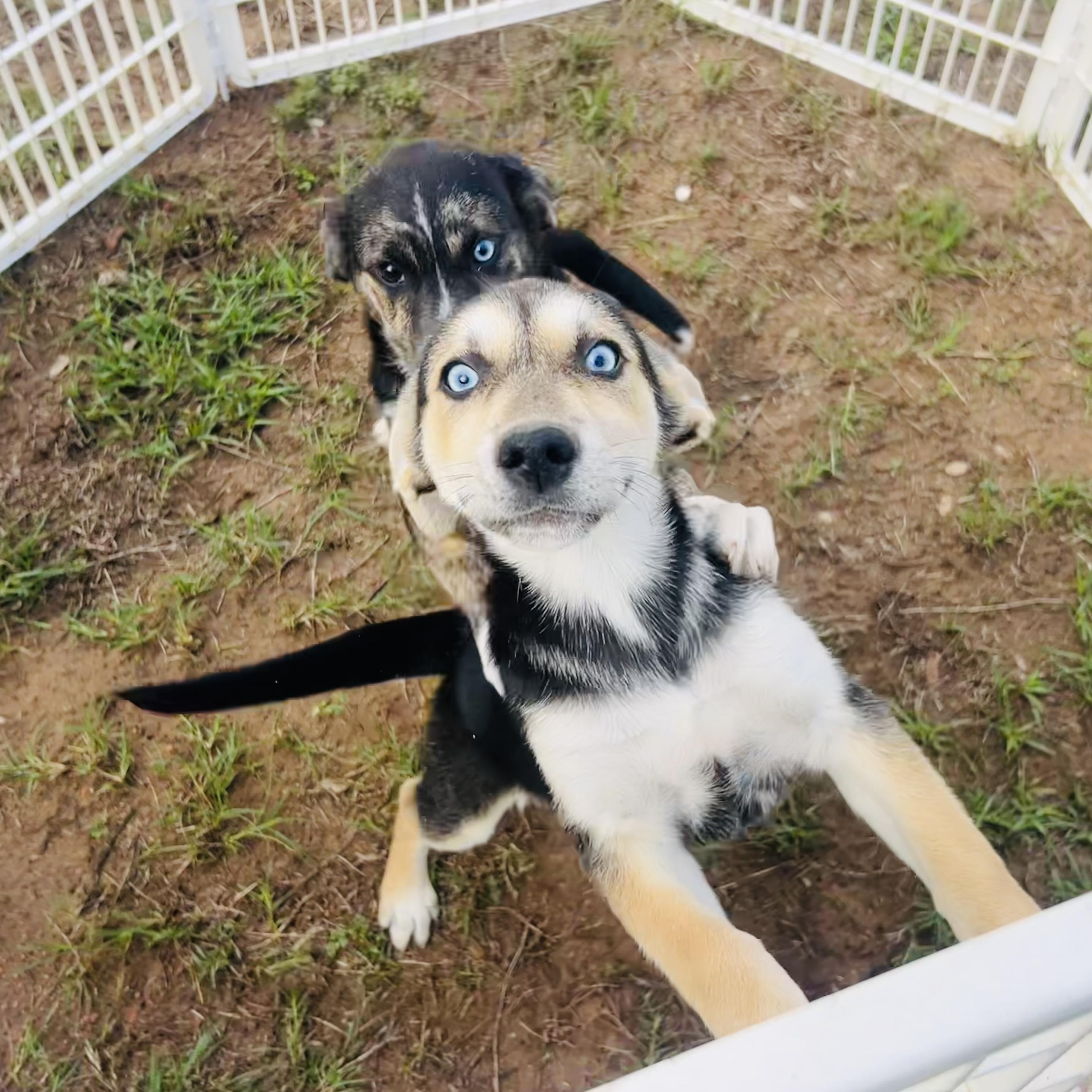 Enlarge Ellie, a ADOPTABLE mixed breed in Boulder, CO image 2/5