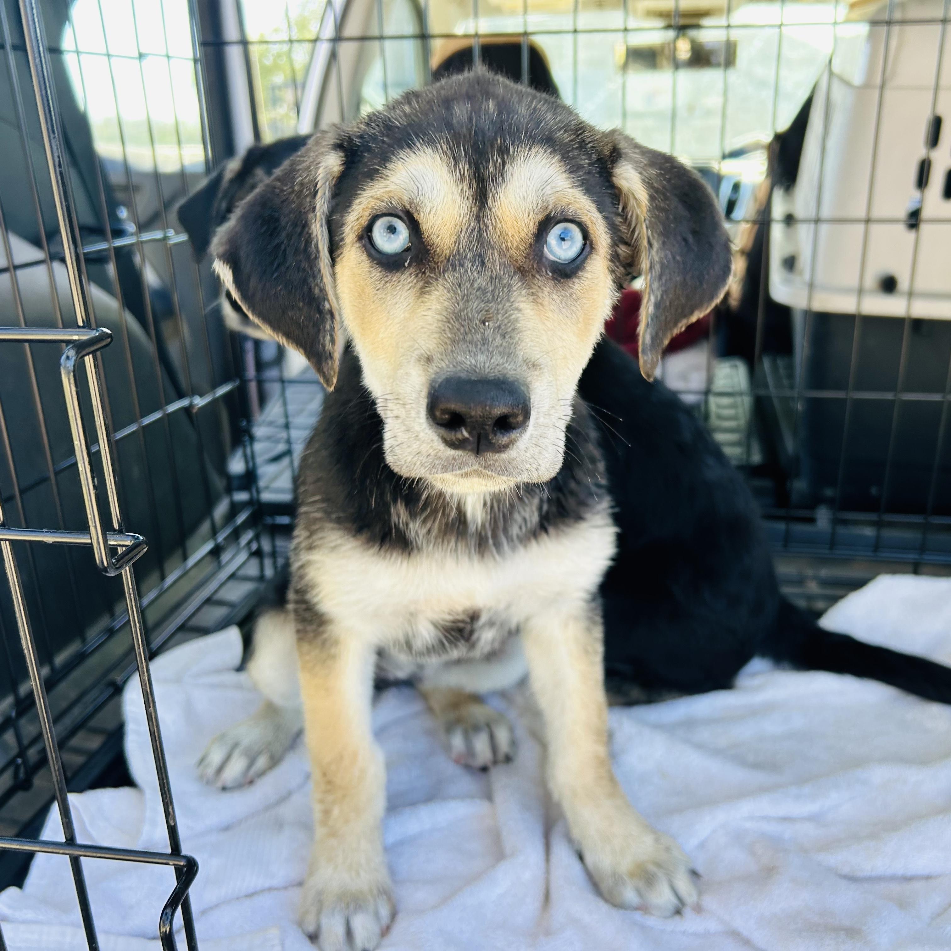 Ellie, ADOPTABLE, Puppy Female Australian Shepherd & Labrador Retriever.