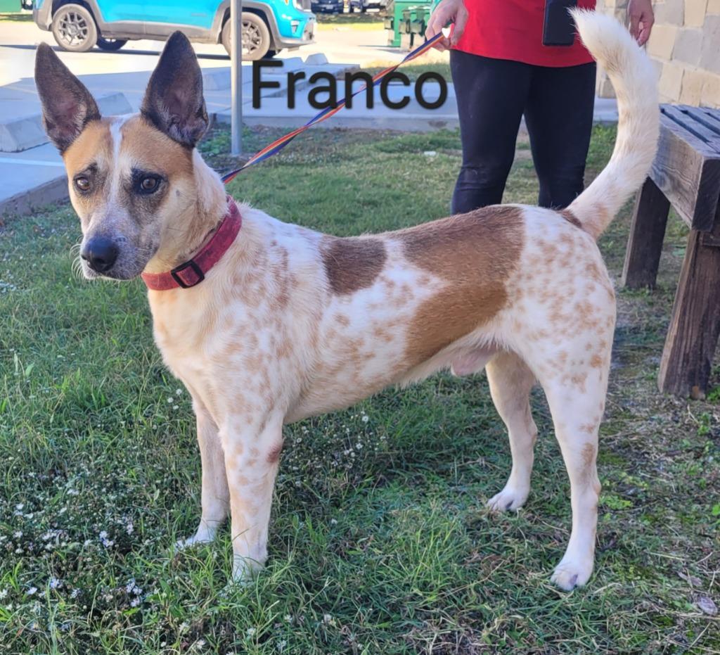 Franco, Adoptable, Adult Male Cattle Dog.