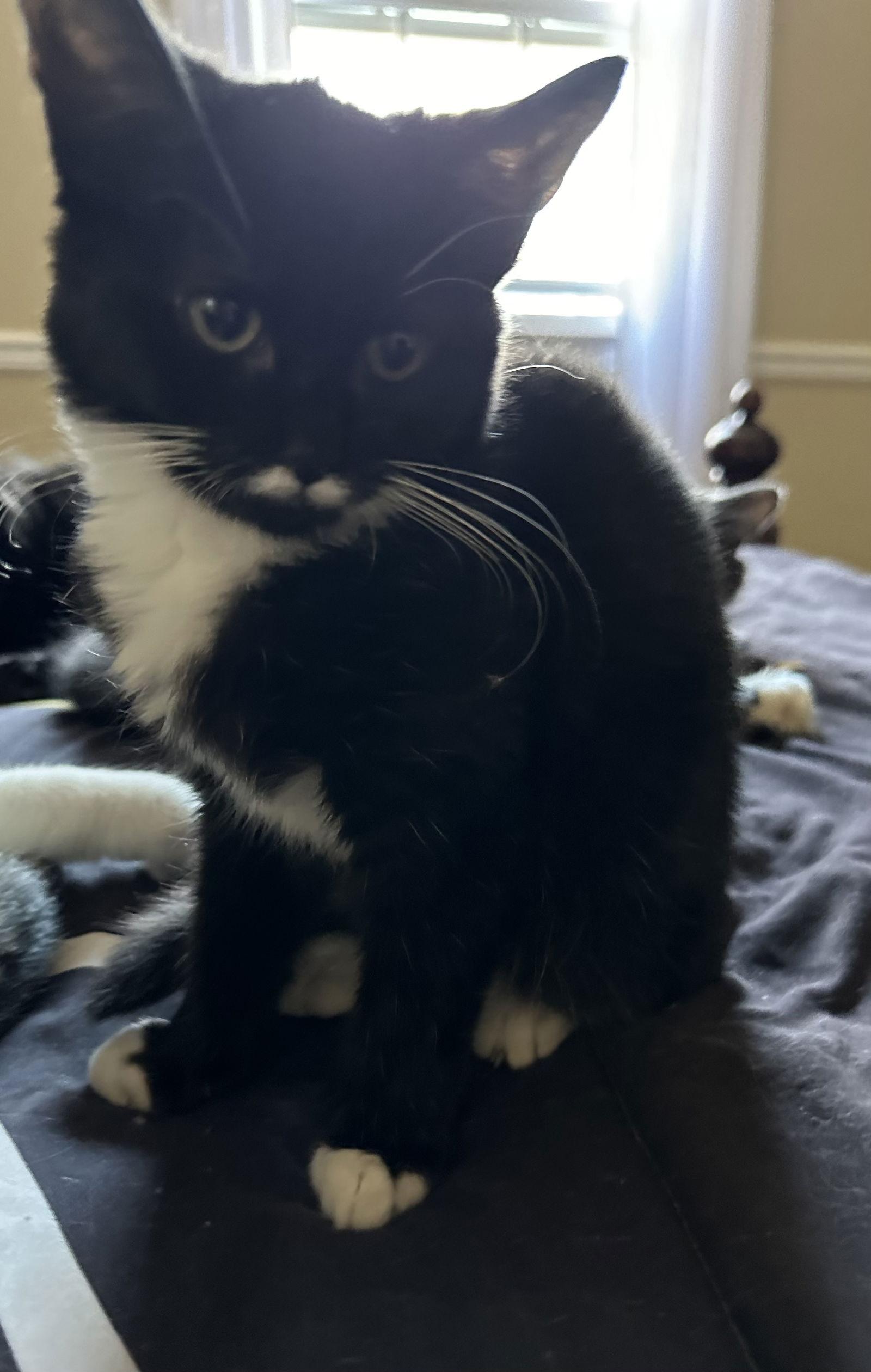 Enlarge Neville, a Adoptable Domestic Short Hair in Rockaway, NJ image 1/1