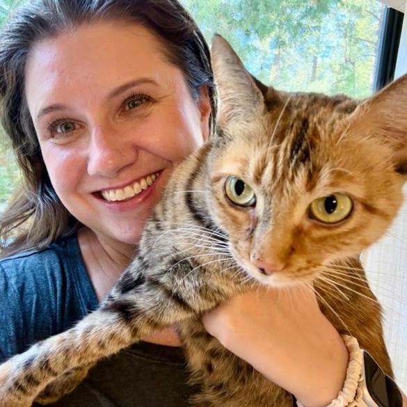 Elation, Adoptable, Adult Female Domestic Short Hair.