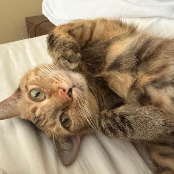Elation, a Adoptable Domestic Short Hair in Incline Village, NV image 3/6
