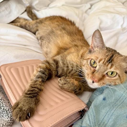 Elation, a Adoptable Domestic Short Hair in Incline Village, NV image 4/6