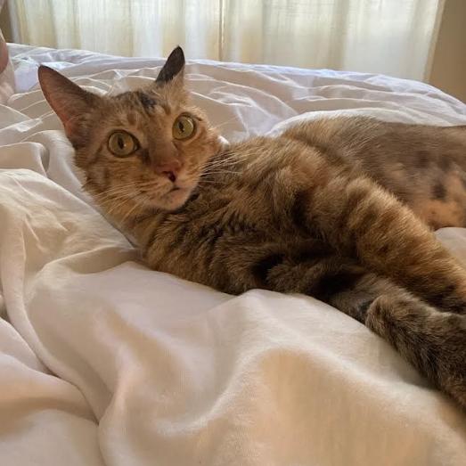 Elation, a Adoptable Domestic Short Hair in Incline Village, NV image 5/6