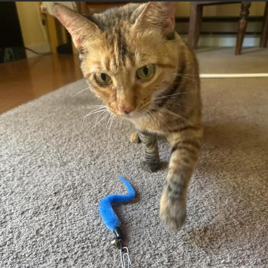 Elation, a Adoptable Domestic Short Hair in Incline Village, NV image 6/6