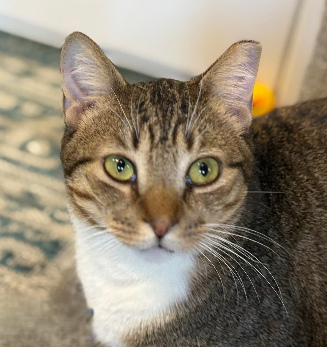 Enlarge Jofiel, a Adoptable mixed breed in Las Cruces, NM image 3/4