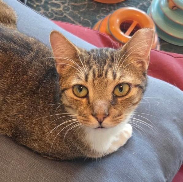 Jofiel, Adoptable, Adult Male Tabby & Tuxedo.