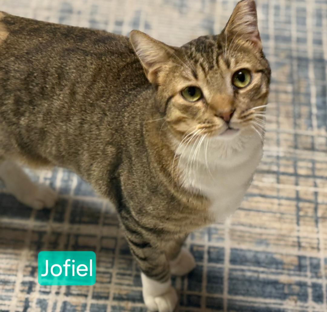 Enlarge Jofiel, a Adoptable mixed breed in Las Cruces, NM image 2/4