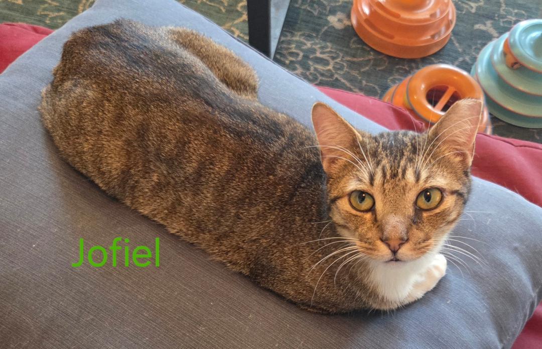 Enlarge Jofiel, a Adoptable mixed breed in Las Cruces, NM image 4/4