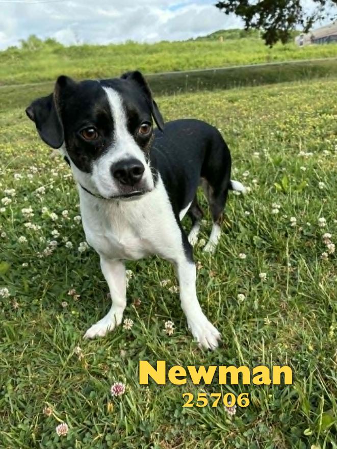 Newman, an adopted mixed breed in Oak Ridge, TN image 1/3