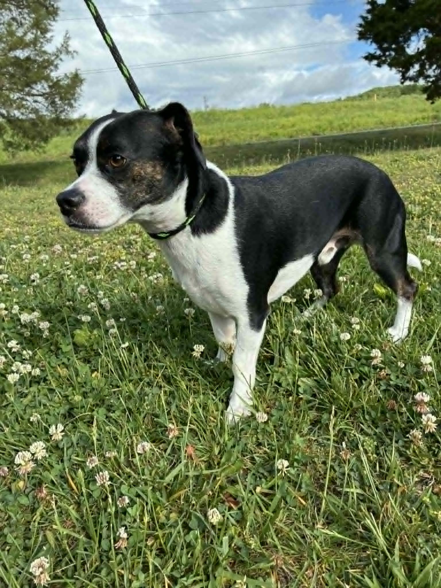 Newman, an adopted mixed breed in Oak Ridge, TN image 2/3