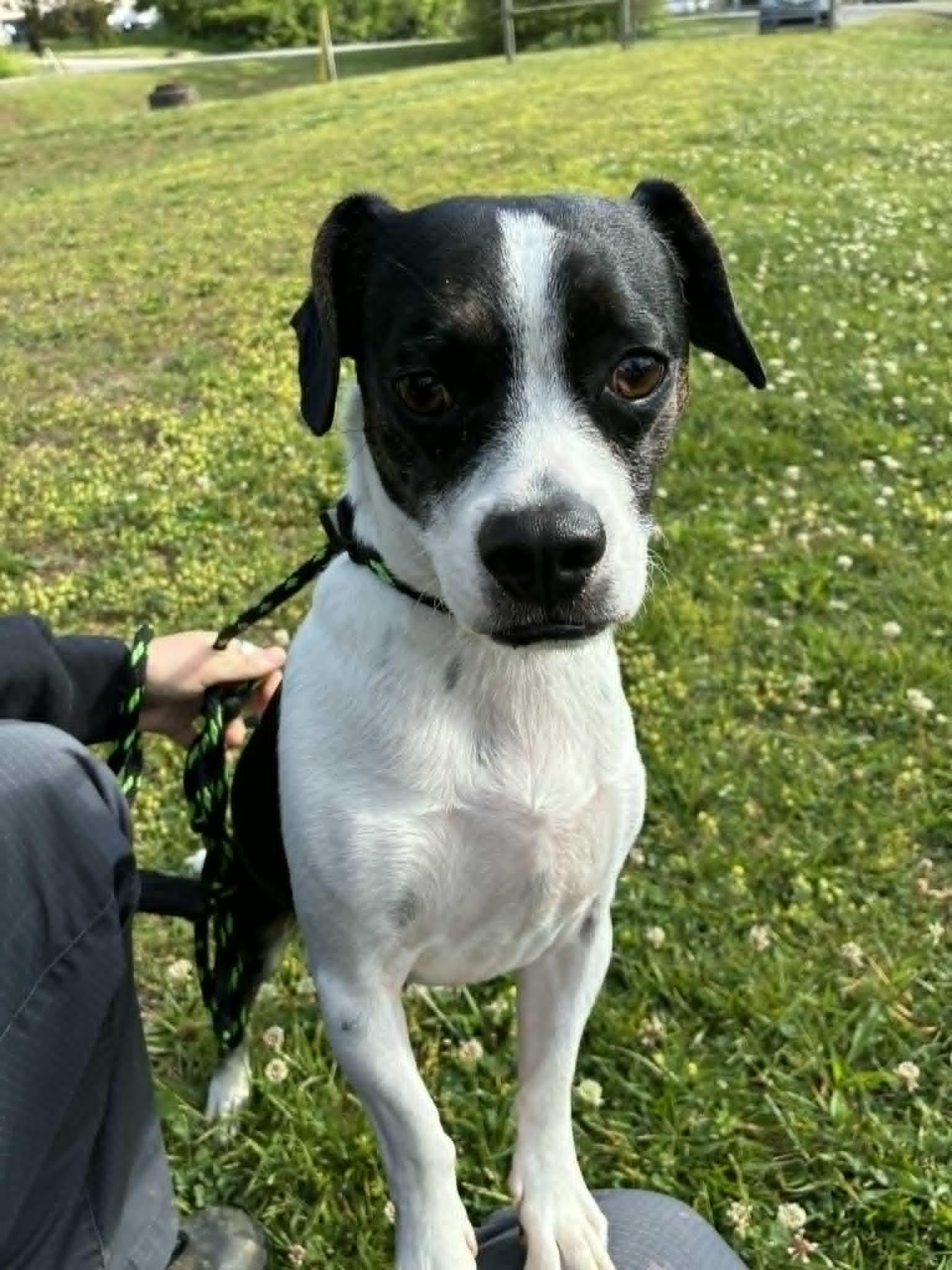 Newman, an adopted mixed breed in Oak Ridge, TN image 3/3