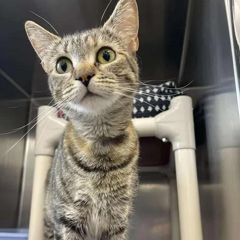Astrid, ADOPTABLE, Adult Female Domestic Short Hair.
