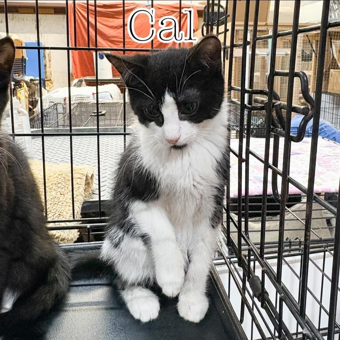 Cal