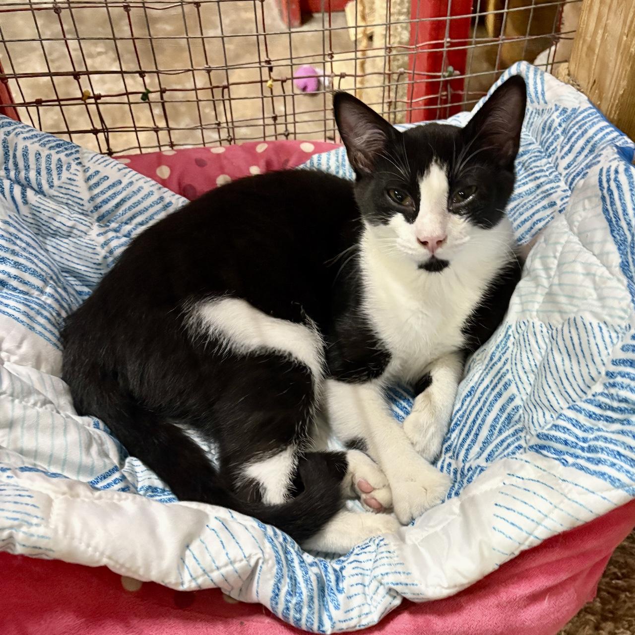 Enlarge Cal, a Adoptable Tuxedo in Centerville, GA image 1/1