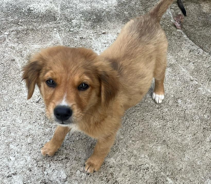 Mojo, Adopted, Puppy Male Australian Shepherd.