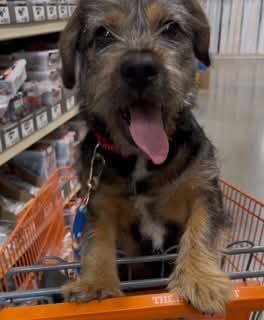 Buster, a Adoptable Terrier in Fenton, MO image 1/3