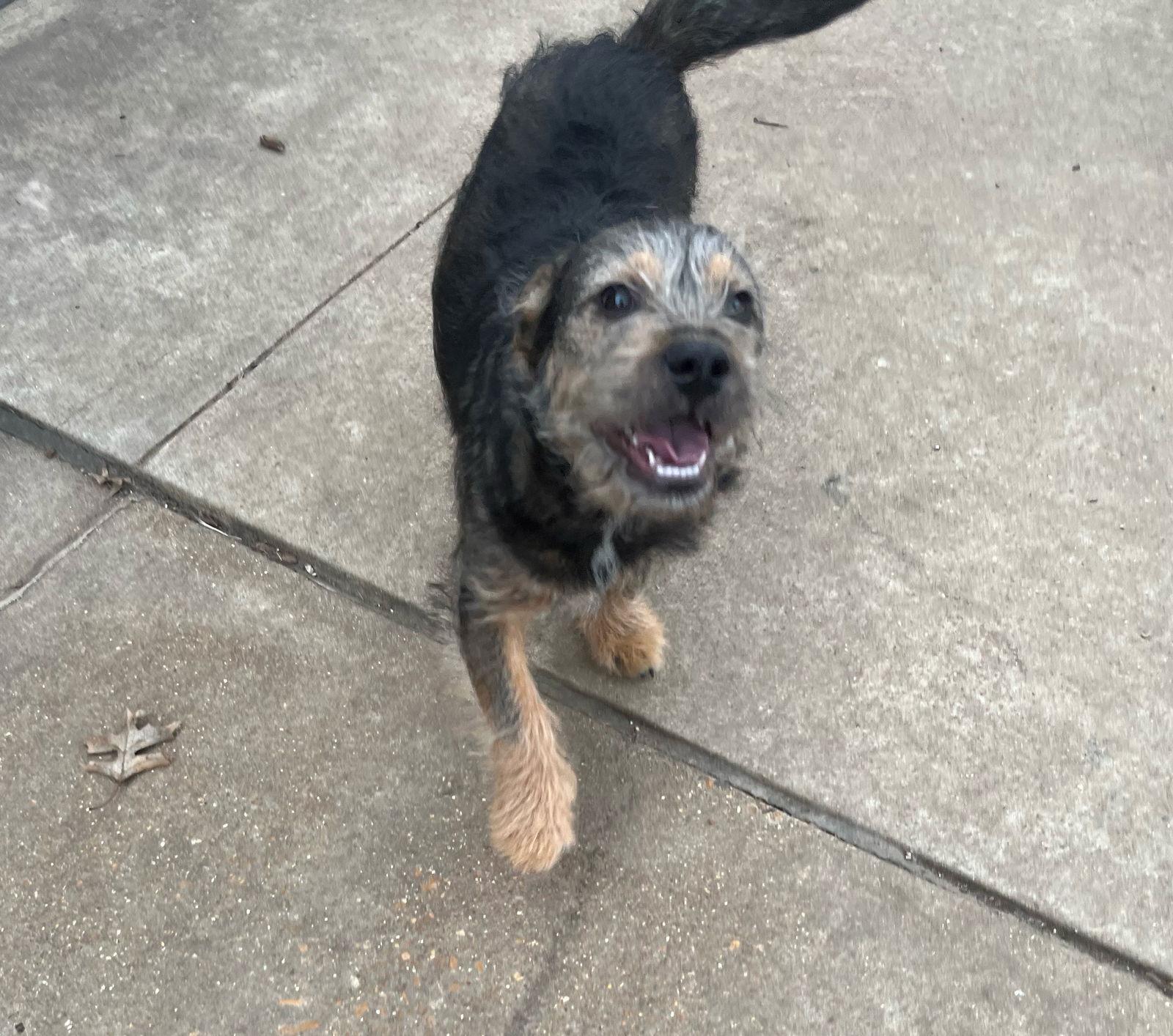 Buster, a Adoptable Terrier in Fenton, MO image 2/3