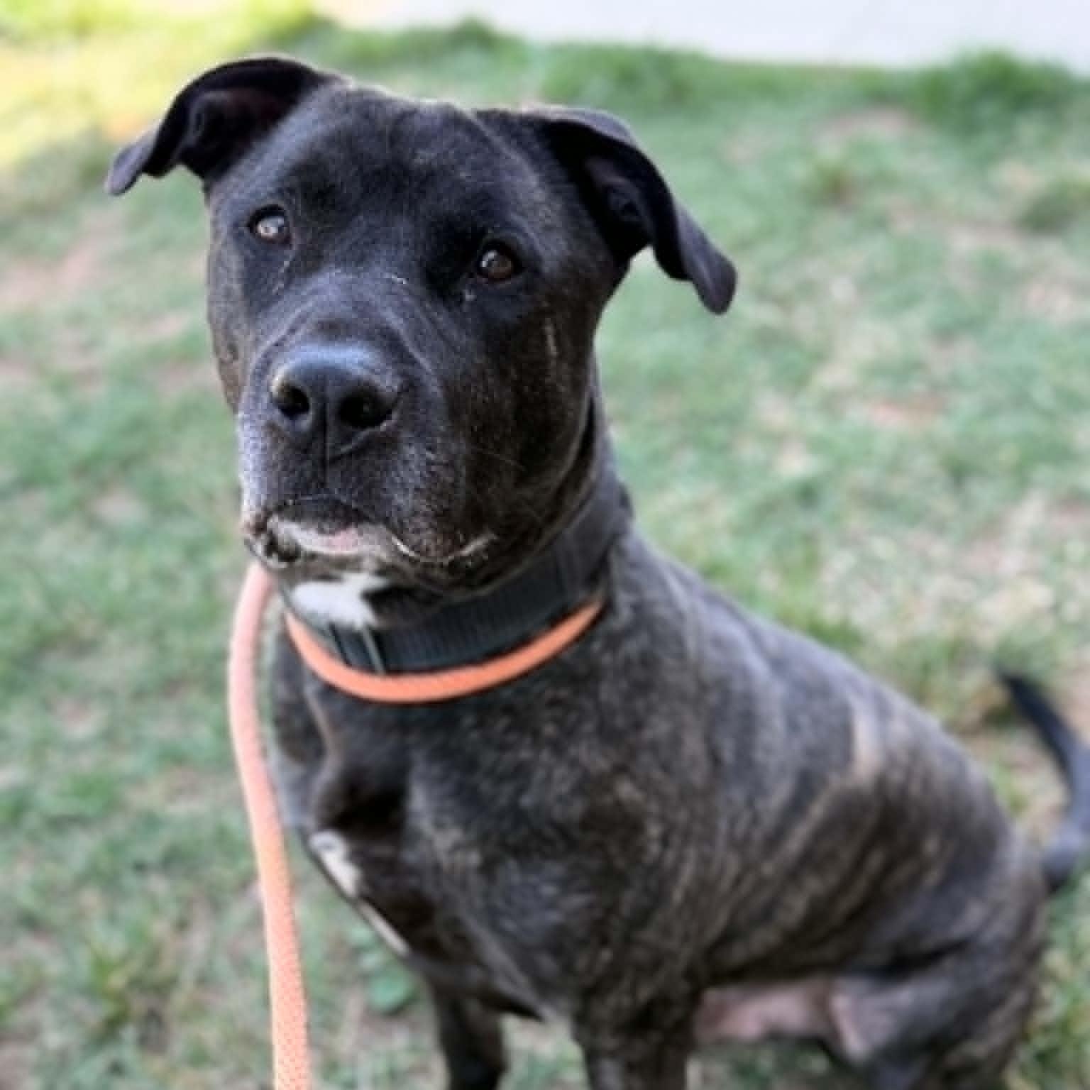 26-00338 SEVERUS, ADOPTABLE, Adult Male Pit Bull Terrier.