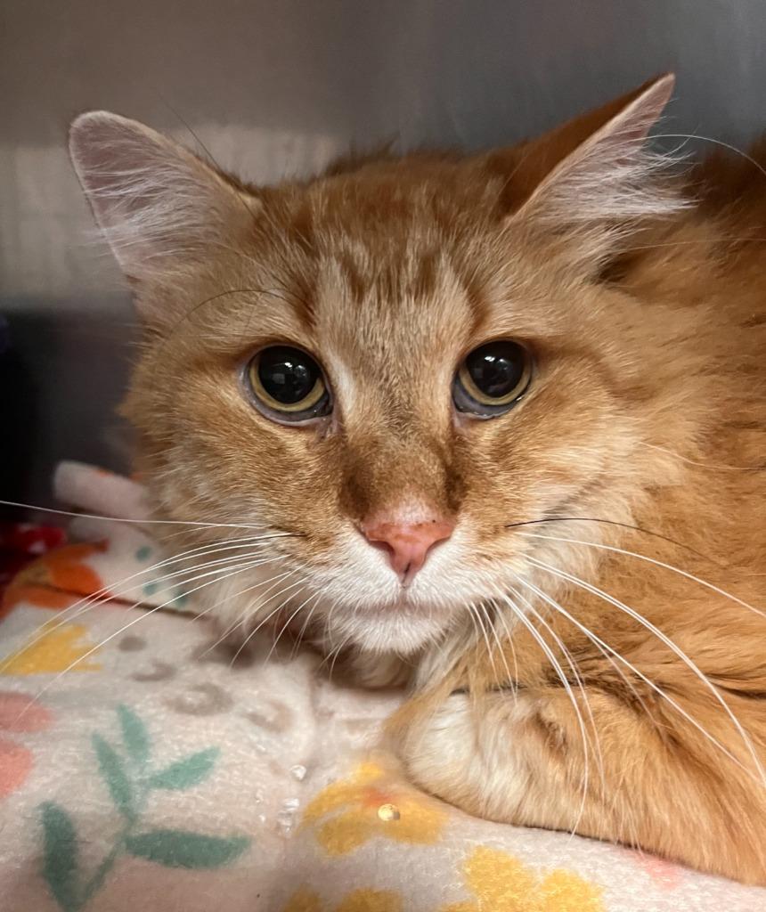 Elvis, Adopted, Adult Male Domestic Long Hair.