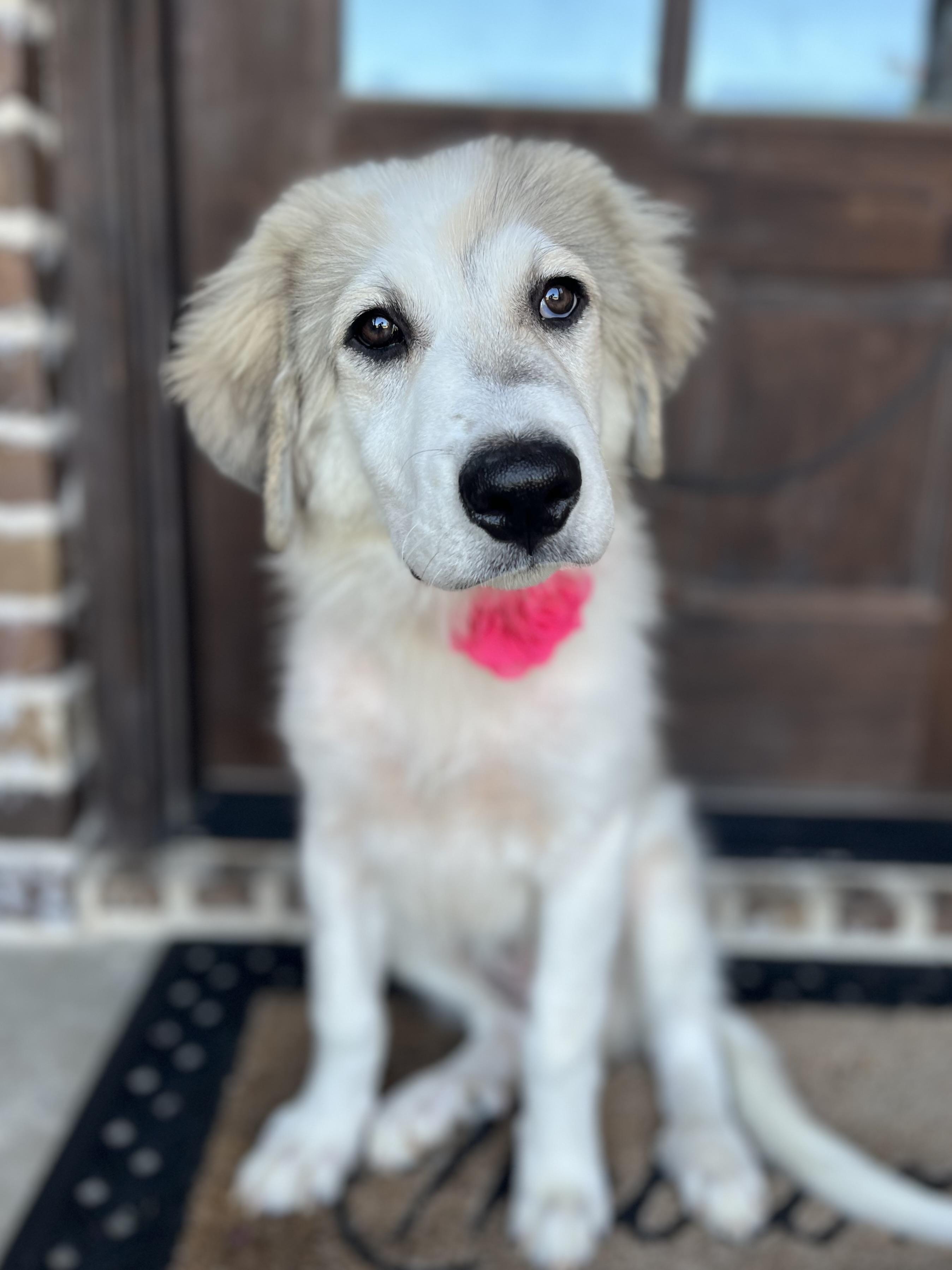 Livvy, a ADOPTABLE Great Pyrenees in Mendham, NJ image 5/6