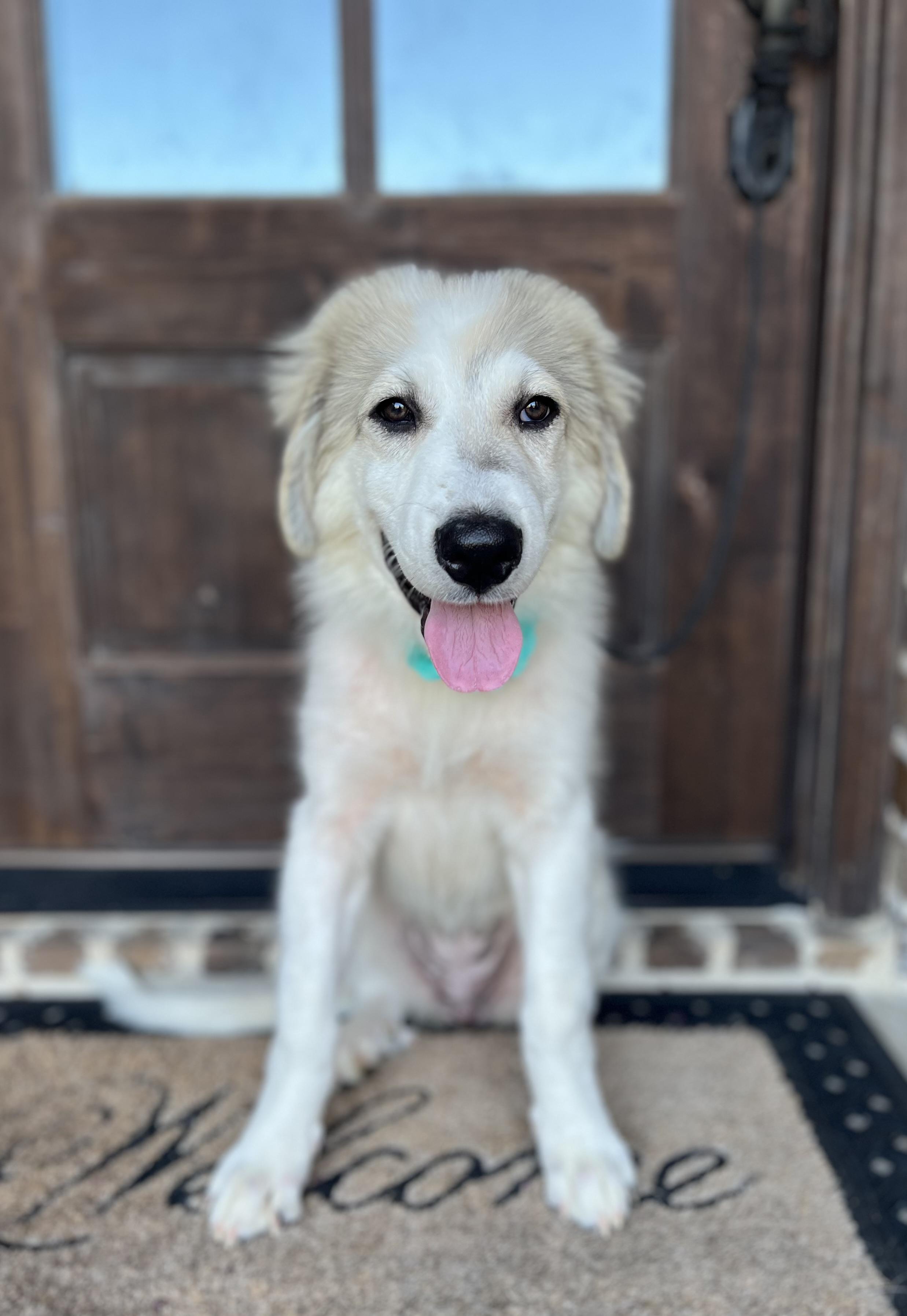 Livvy, a ADOPTABLE Great Pyrenees in Mendham, NJ image 6/6