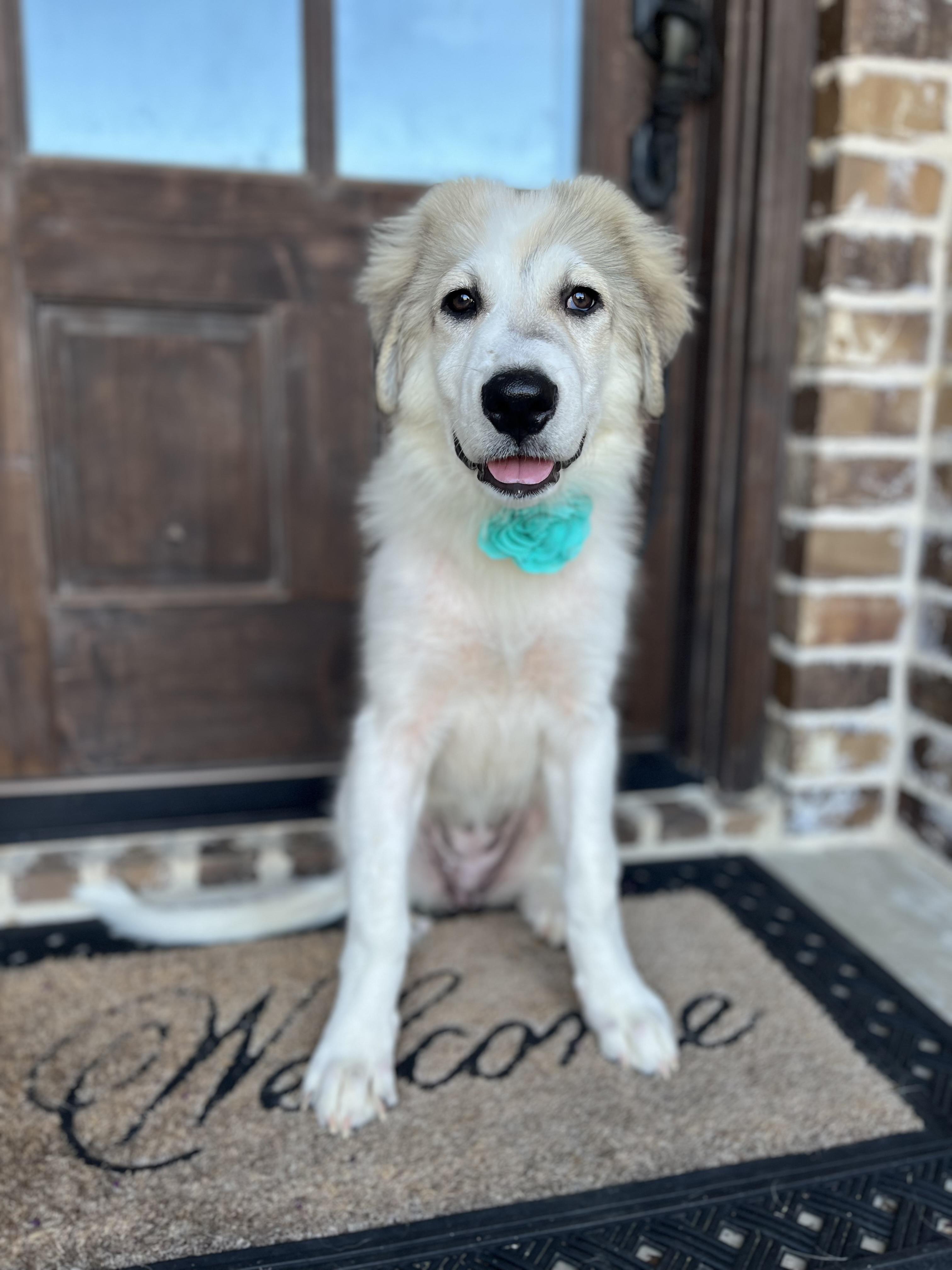 Livvy, a ADOPTABLE Great Pyrenees in Mendham, NJ image 2/6