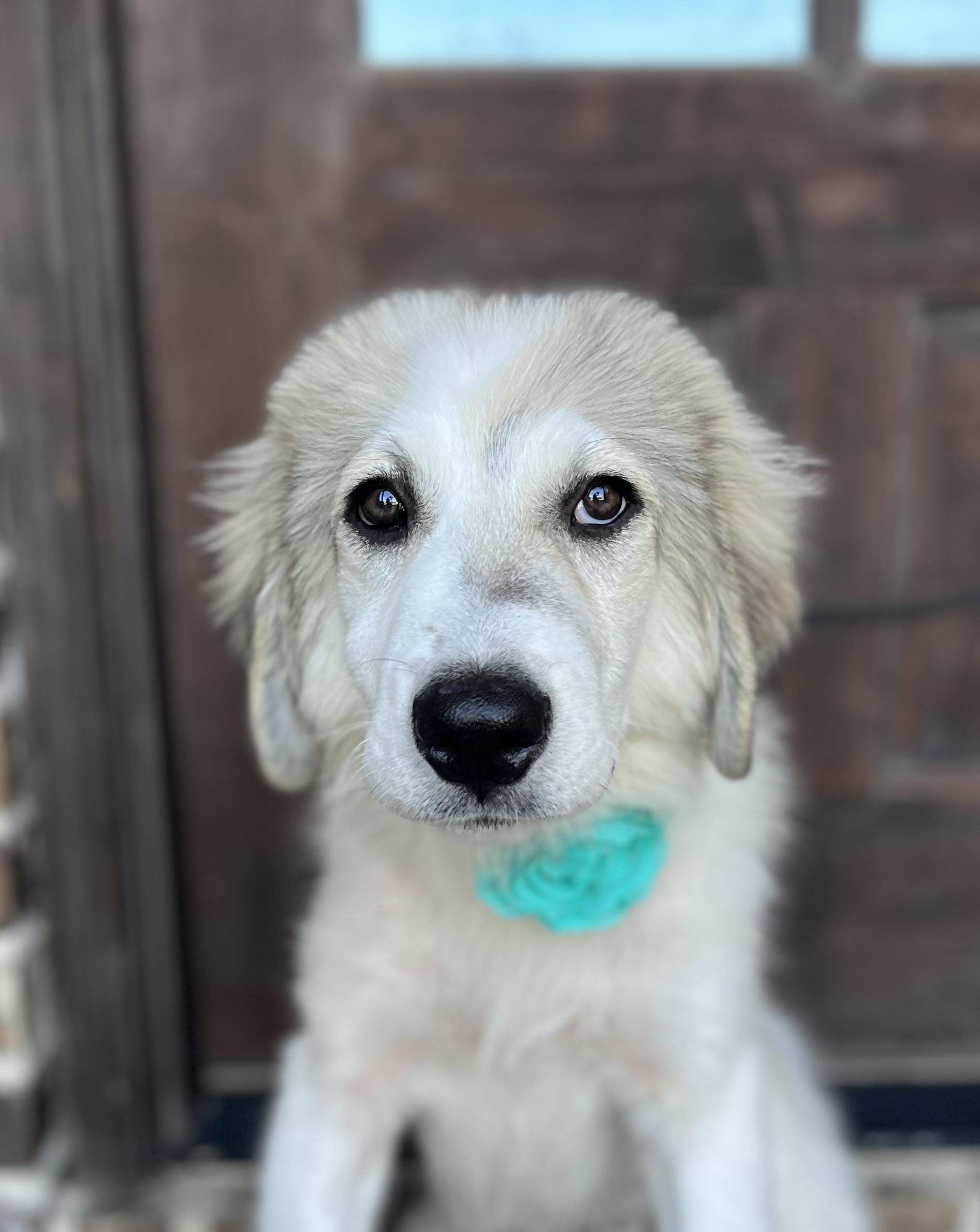 Livvy, a ADOPTABLE Great Pyrenees in Mendham, NJ image 4/6