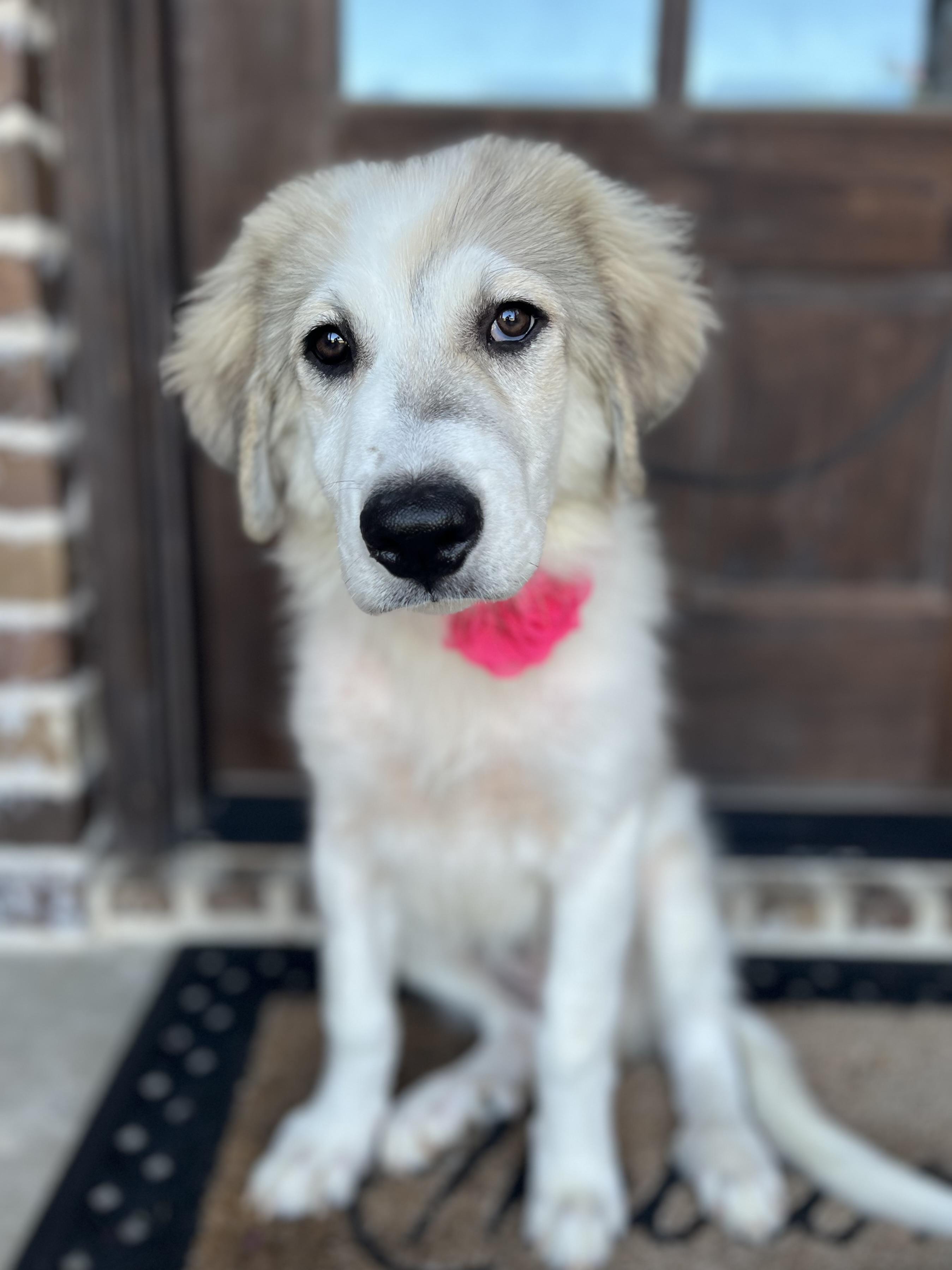 Livvy, ADOPTABLE, Puppy Female Great Pyrenees.
