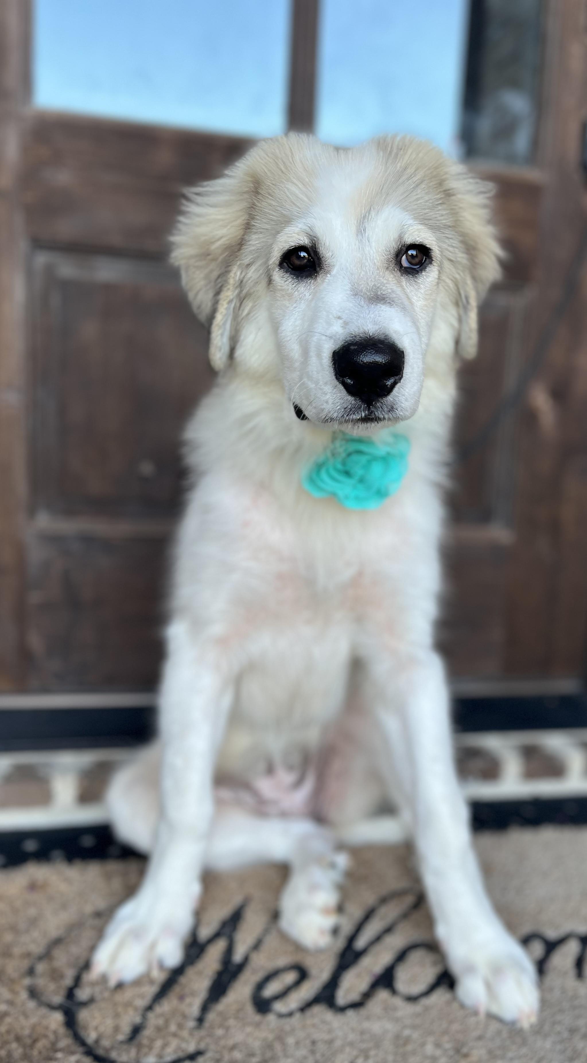 Livvy, a ADOPTABLE Great Pyrenees in Mendham, NJ image 3/6