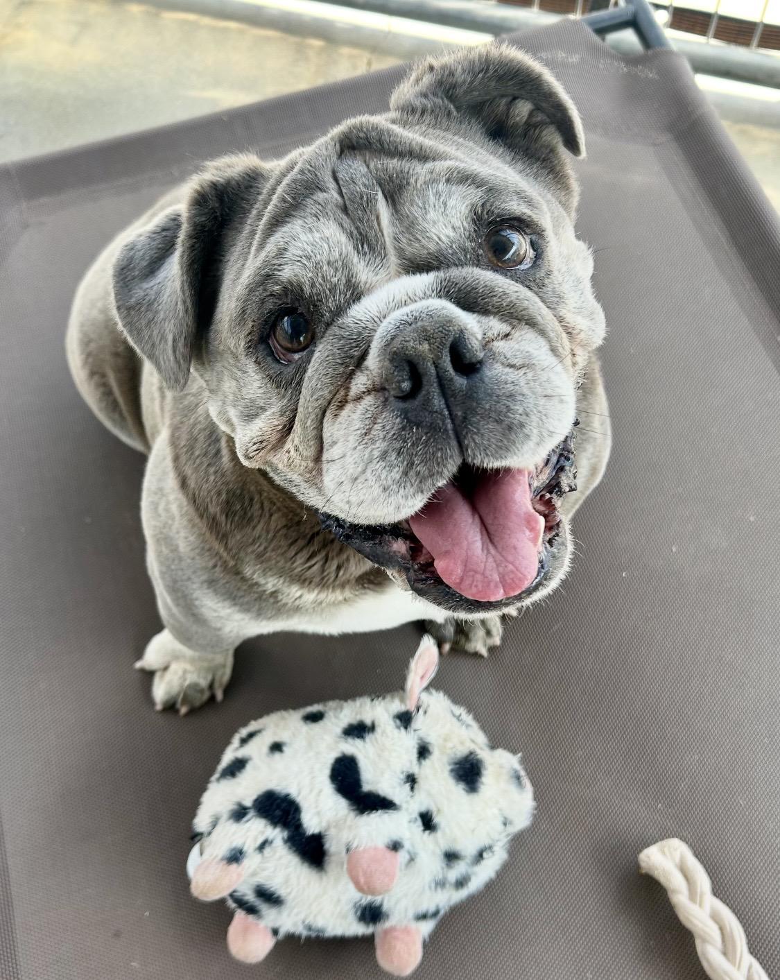 Big Mama, Adoptable, Adult Female American Bulldog.