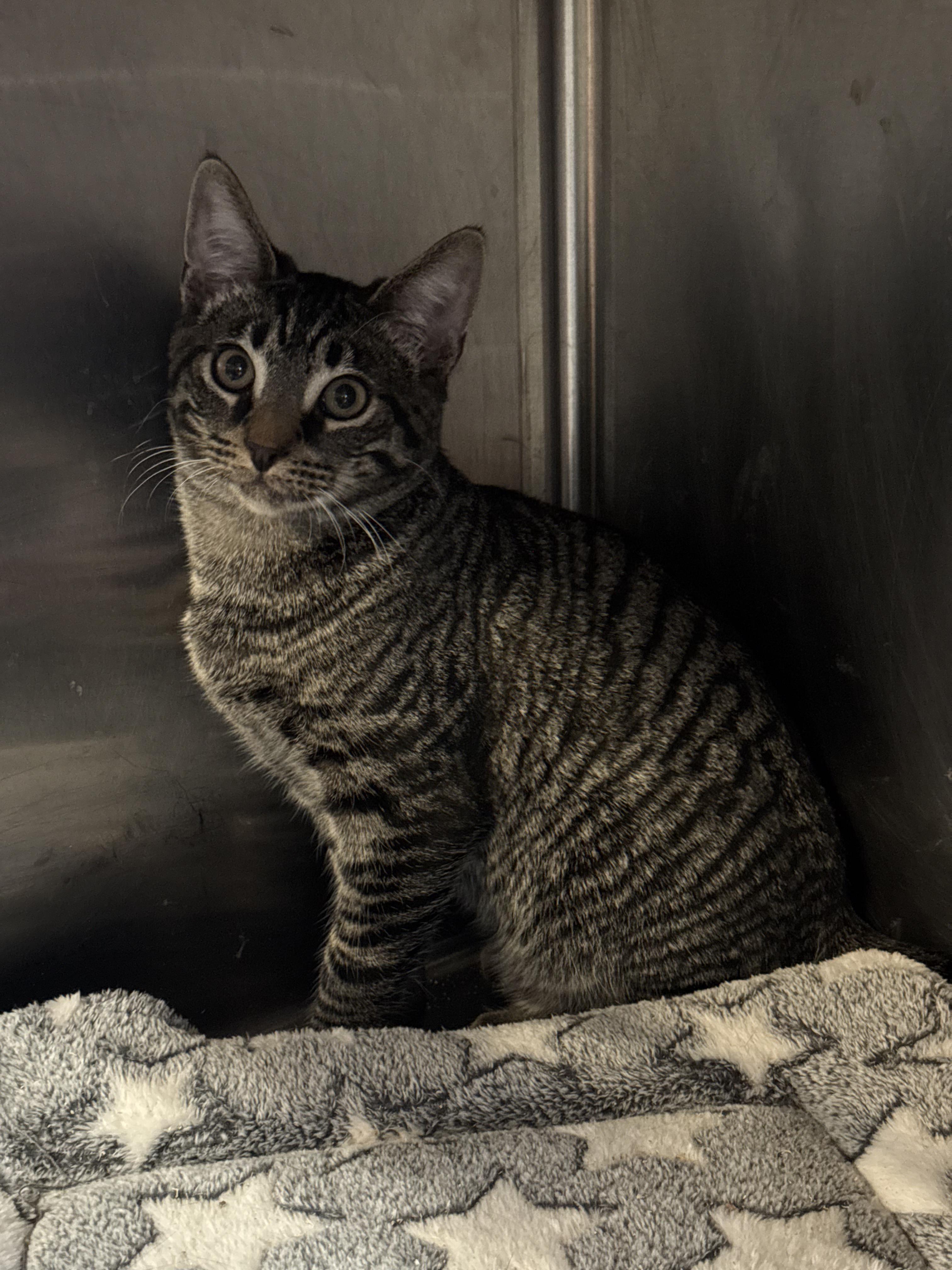 Enlarge Steel , an adopted Domestic Short Hair in Old Bridge, NJ image 1/1