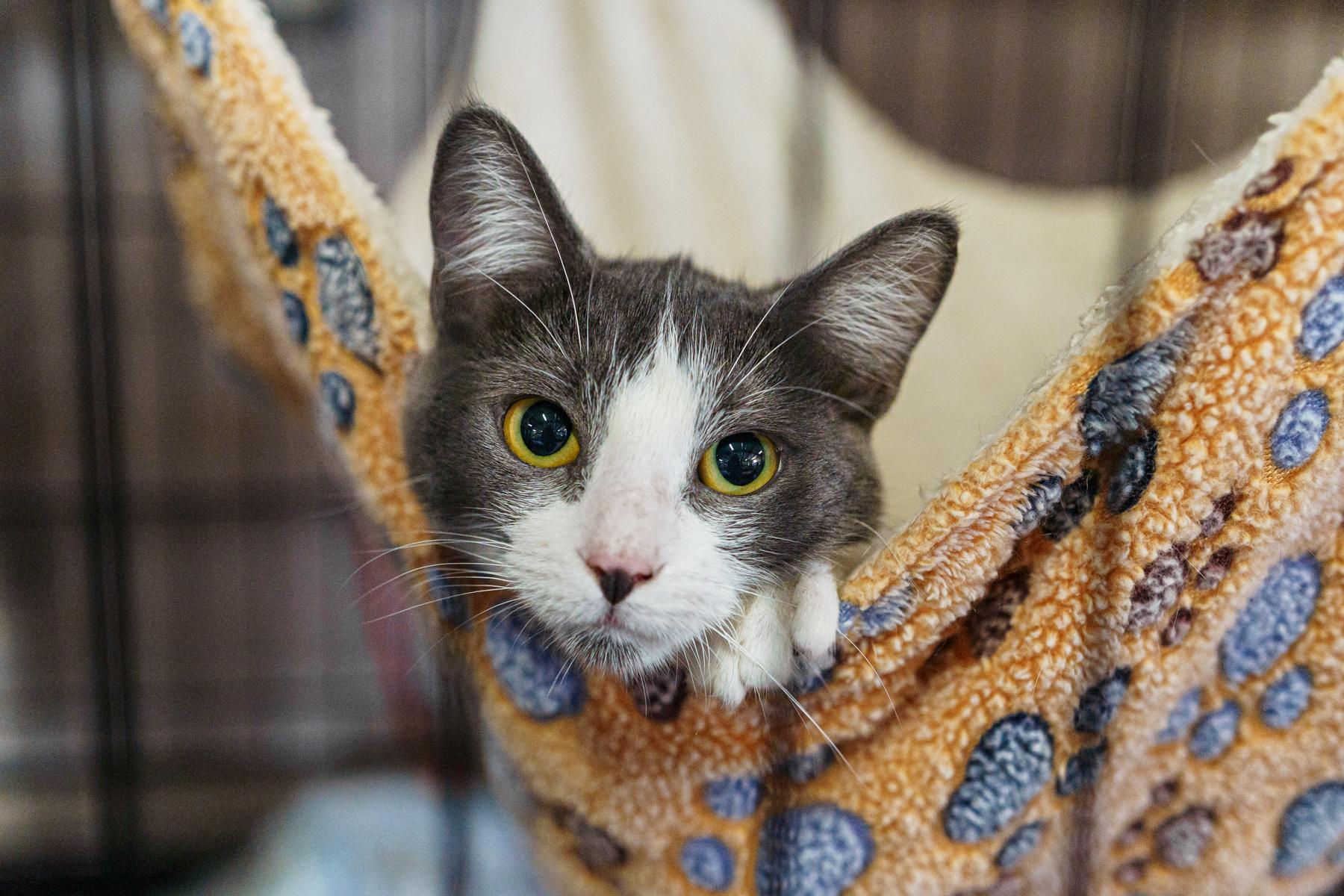 Maus, Adoptable, Young Female American Shorthair.