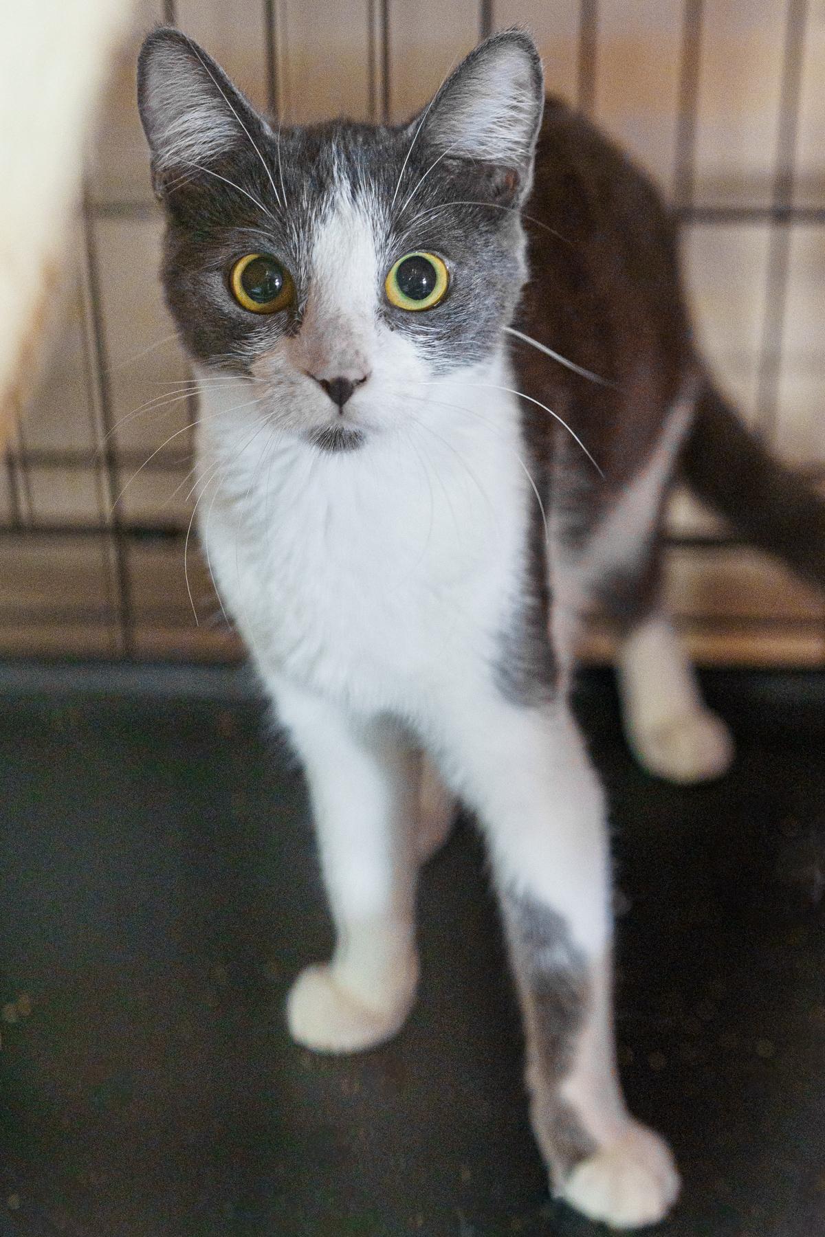 Enlarge Maus, a Adoptable American Shorthair in Marble Falls, TX image 2/3