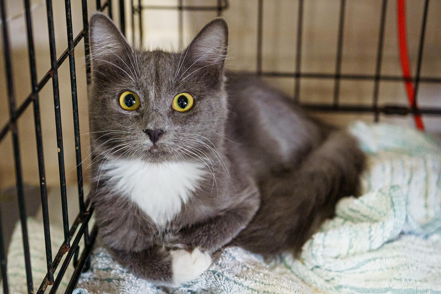 Enlarge Maus, a Adoptable American Shorthair in Marble Falls, TX image 3/3