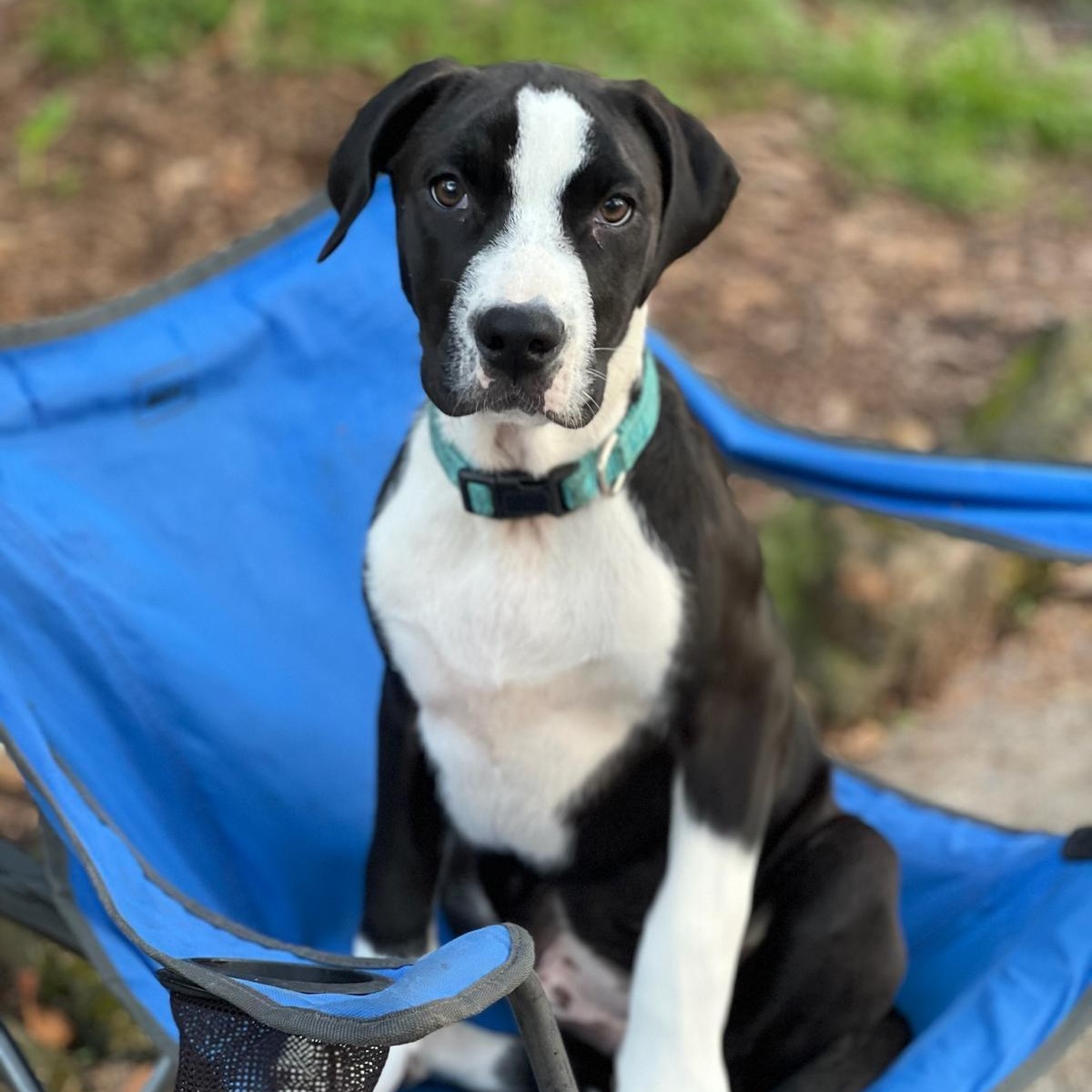 Pablo, Adoptable, Young Male Pointer & Pit Bull Terrier.