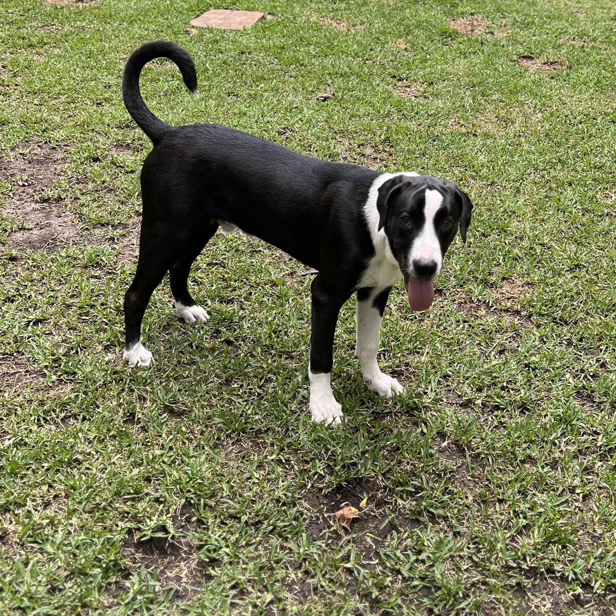 Pablo, a Adoptable mixed breed in Houston, TX image 2/3