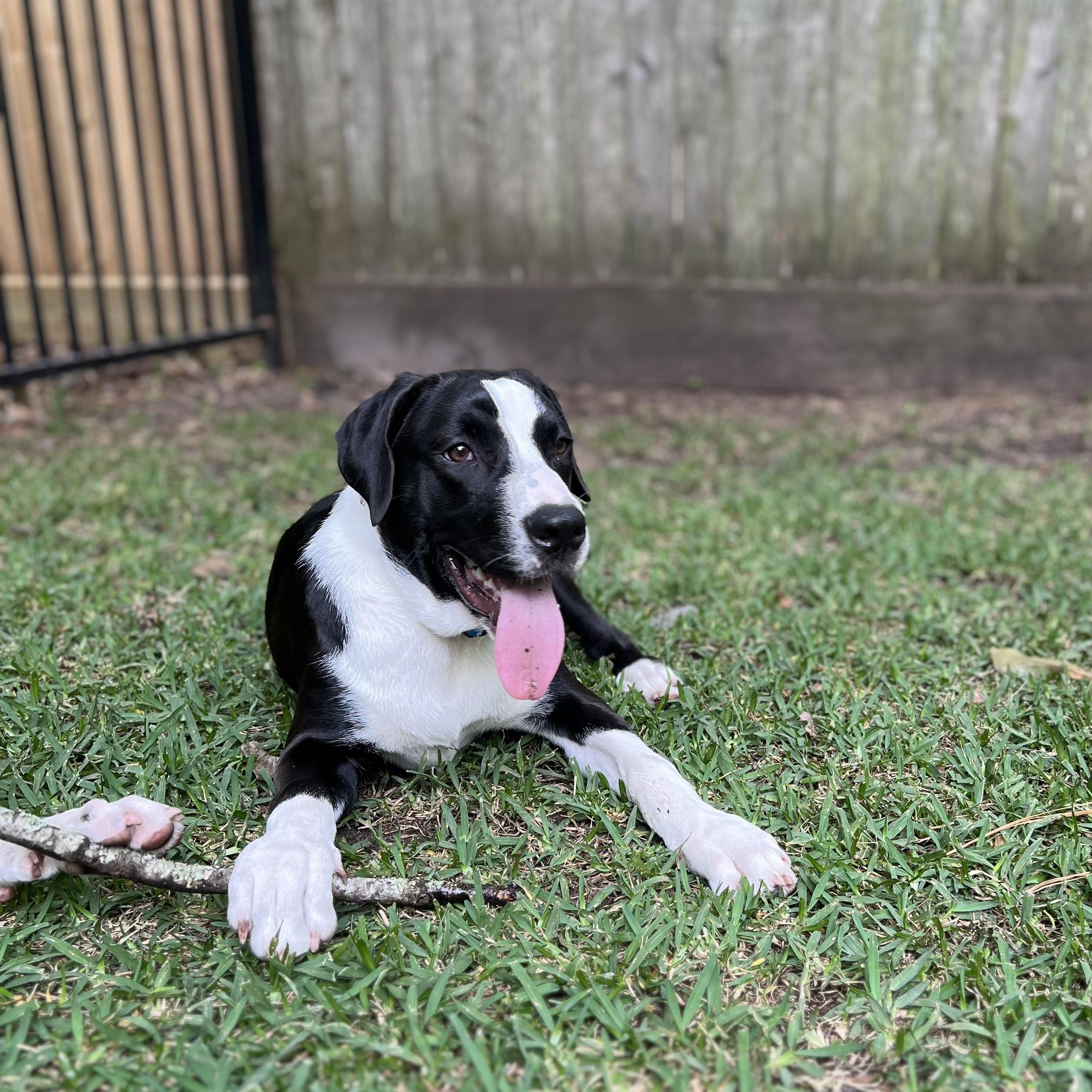 Pablo, a Adoptable mixed breed in Houston, TX image 3/3