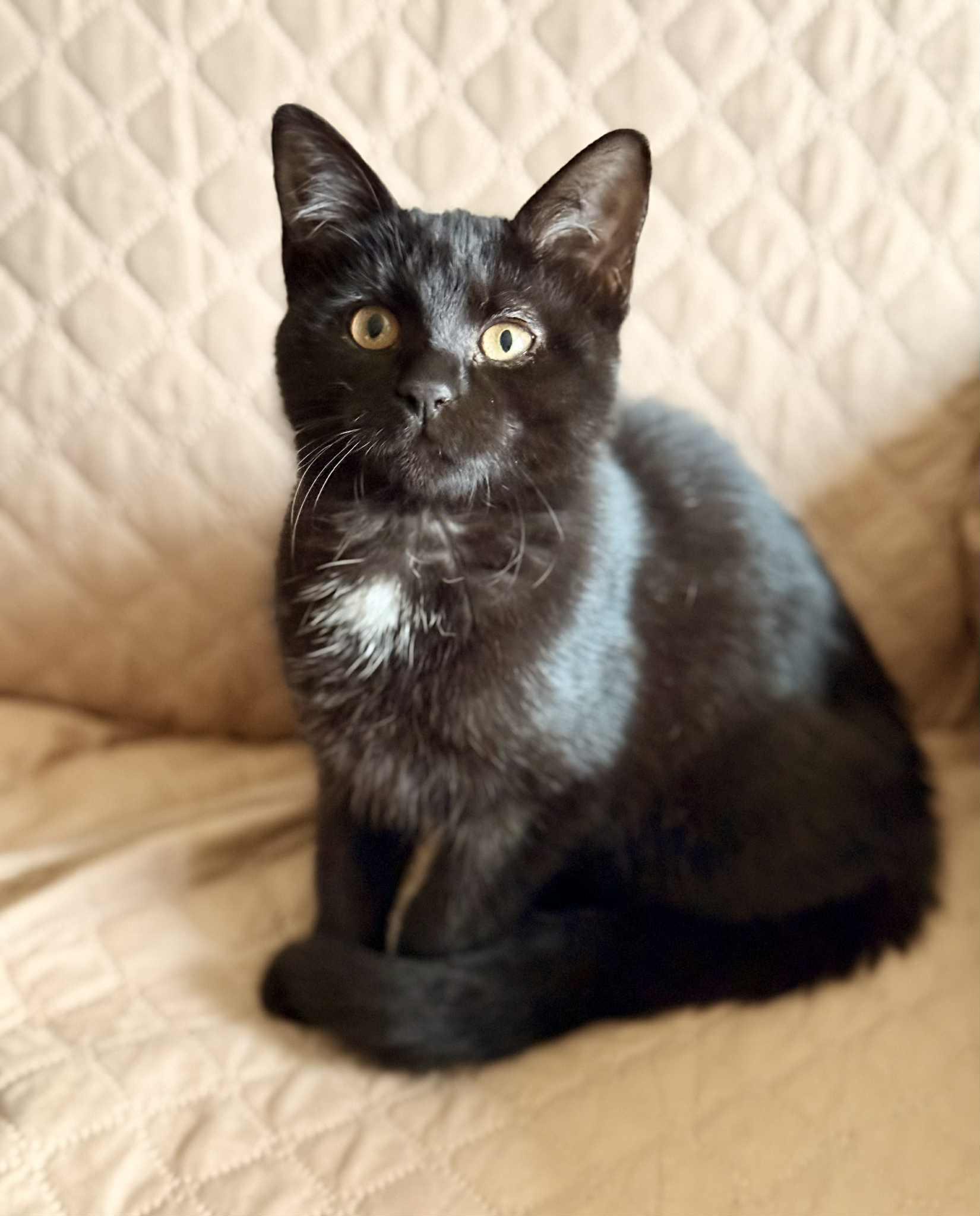 Lysé , adopted, Kitten Female Domestic Short Hair.