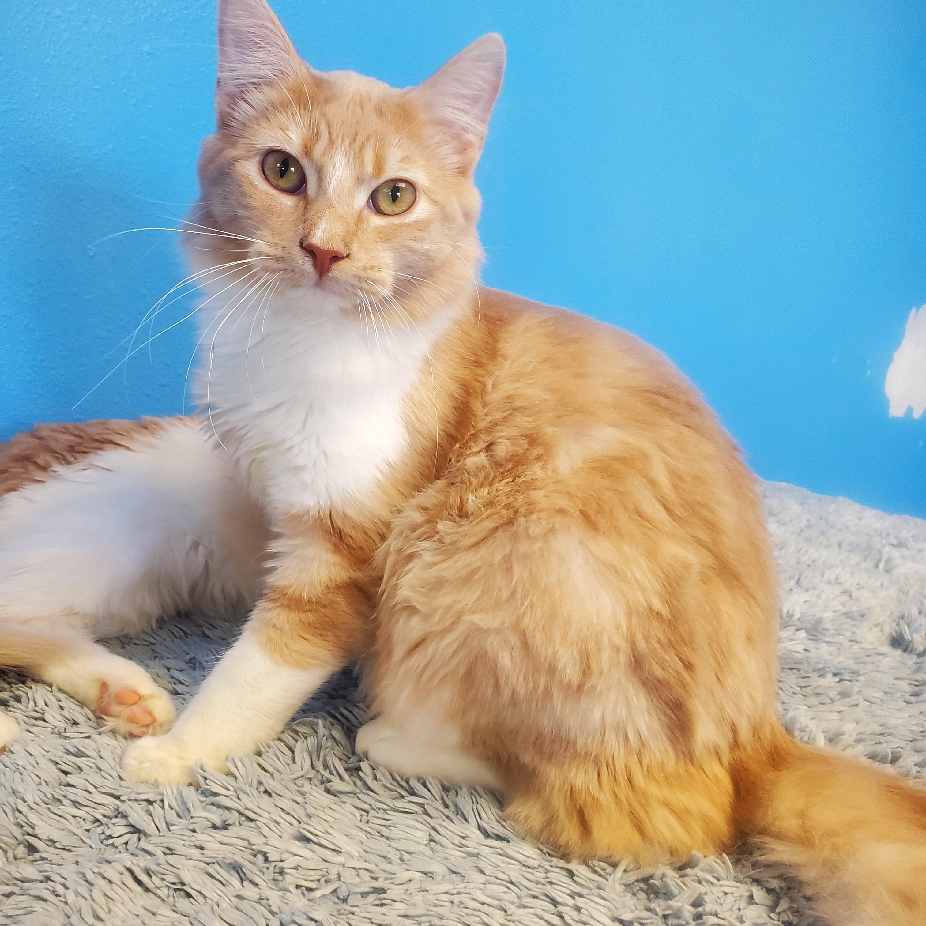 Tudyk, ADOPTABLE, Young Male Domestic Long Hair.