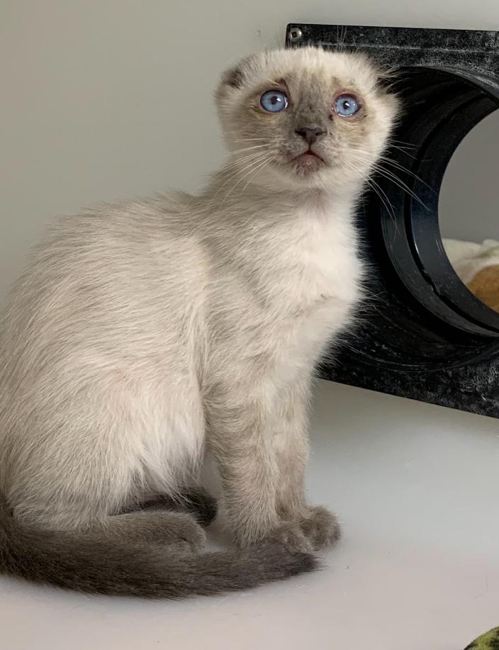 Callum, a ADOPTABLE Scottish Fold in Hollister, CA image 3/3